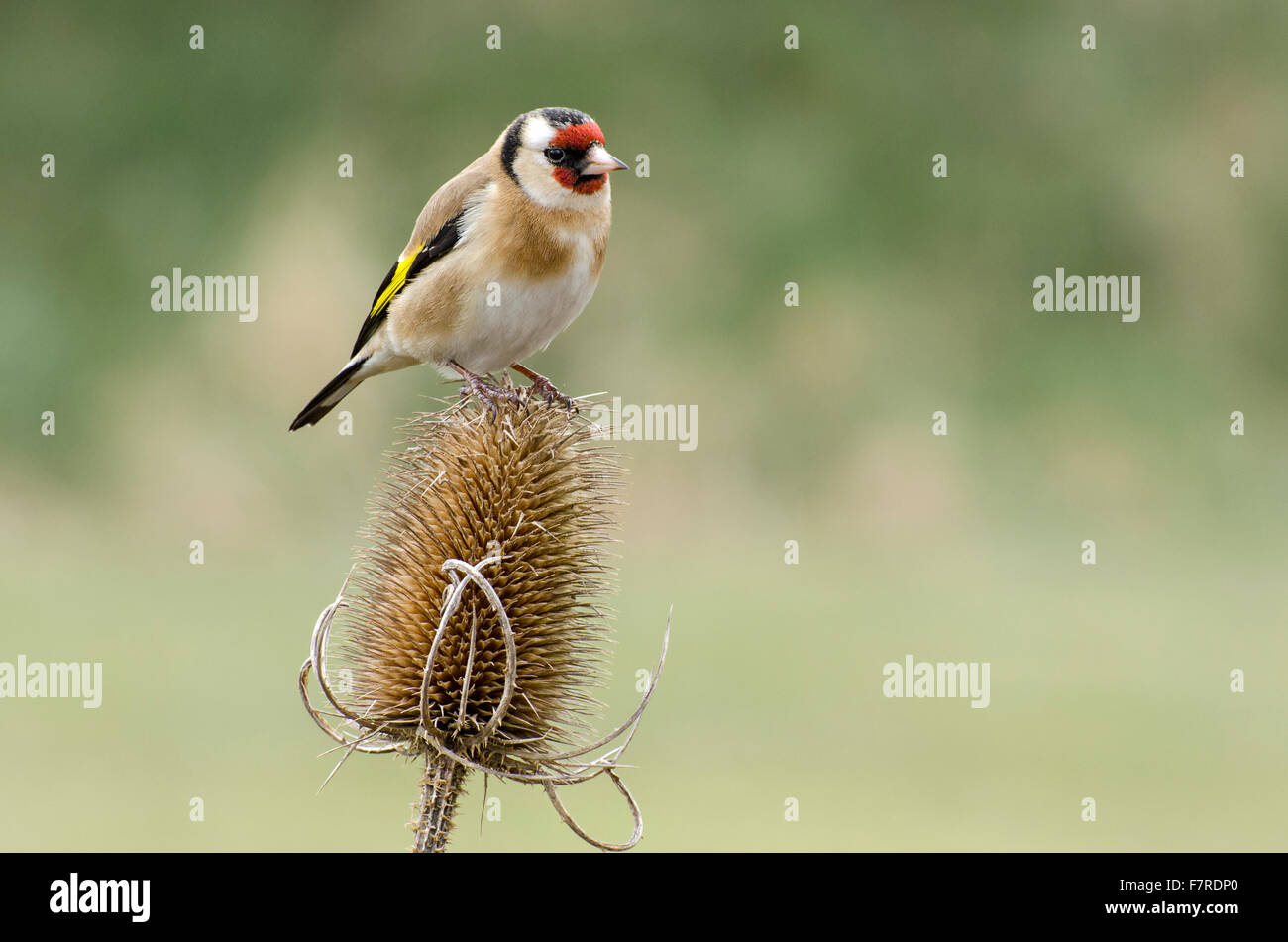 Cardellino su teasel, Carduelis carduelis, Lancashire, Inghilterra, i loro lunghi becchi sottili consentono loro di estrarre altrimenti inaccessibl Foto Stock