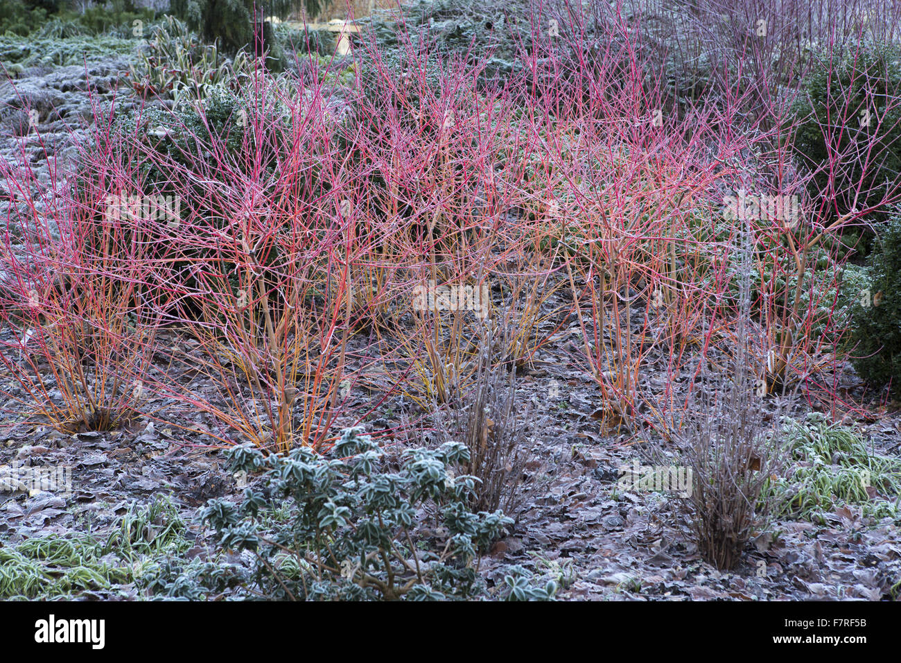 Piante che crescono nei giardini a Mottisfont, Hampshire, d'inverno. Il giardino presenta alberi antichi, babbling brooks e prati ondulati. Foto Stock