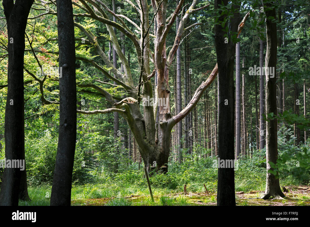 Vecchio faggio (Fagus sylvatica) tra i pini di bosco misto Foto Stock