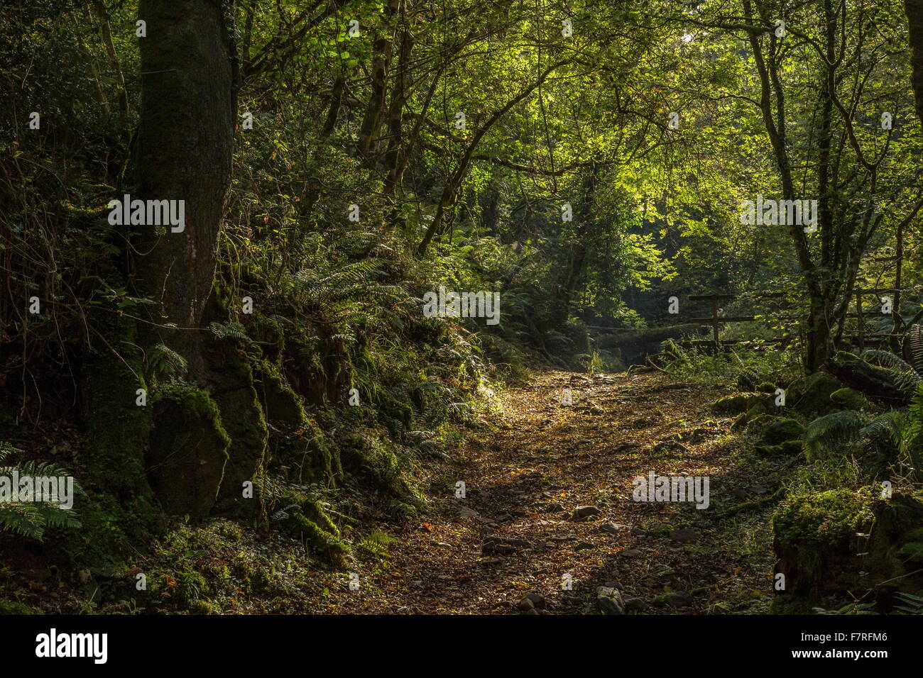 Percorso del bosco attraverso acqua East Valley, Horner, sulle pendici del Dunkery Beacon; Exmoor Foto Stock