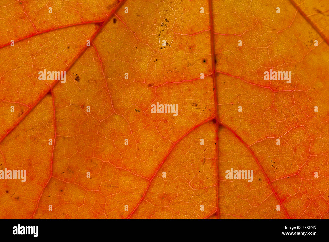 Norvegia (acero Acer platanoides) close up di foglie in arancione i colori autunnali che mostra le vene Foto Stock