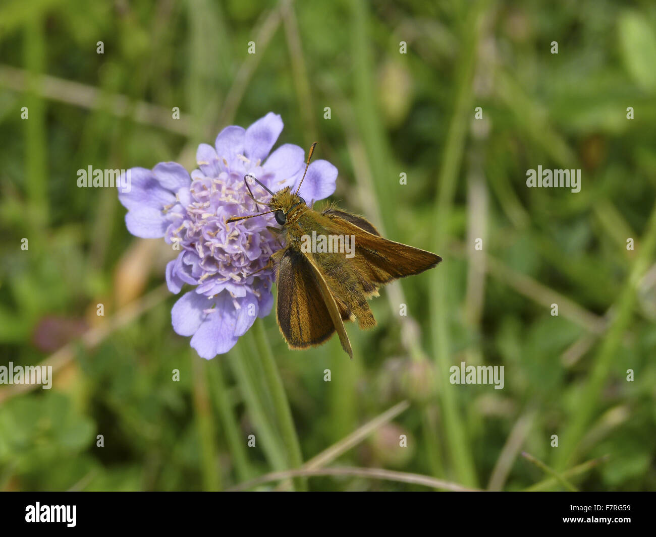 Lulworth Skipper butterfly, maschio, sul fiore Scabious Foto Stock