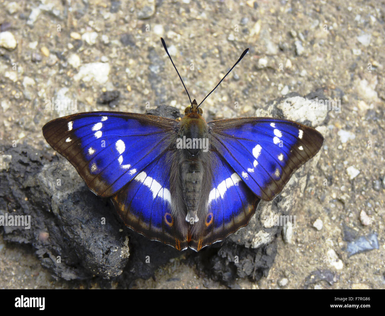 Viola imperatore butterfly, maschio su fox scat Foto Stock