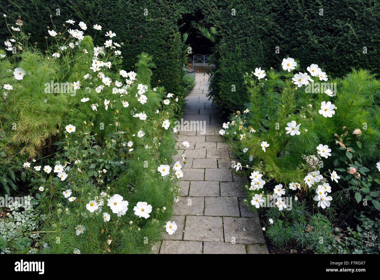 L'estate a Hidcote, nel Gloucestershire. Hidcote è una famosa in tutto il mondo delle arti e dei mestieri, giardino creato dalla American giardiniere grandi Lawrence Johnston. Foto Stock