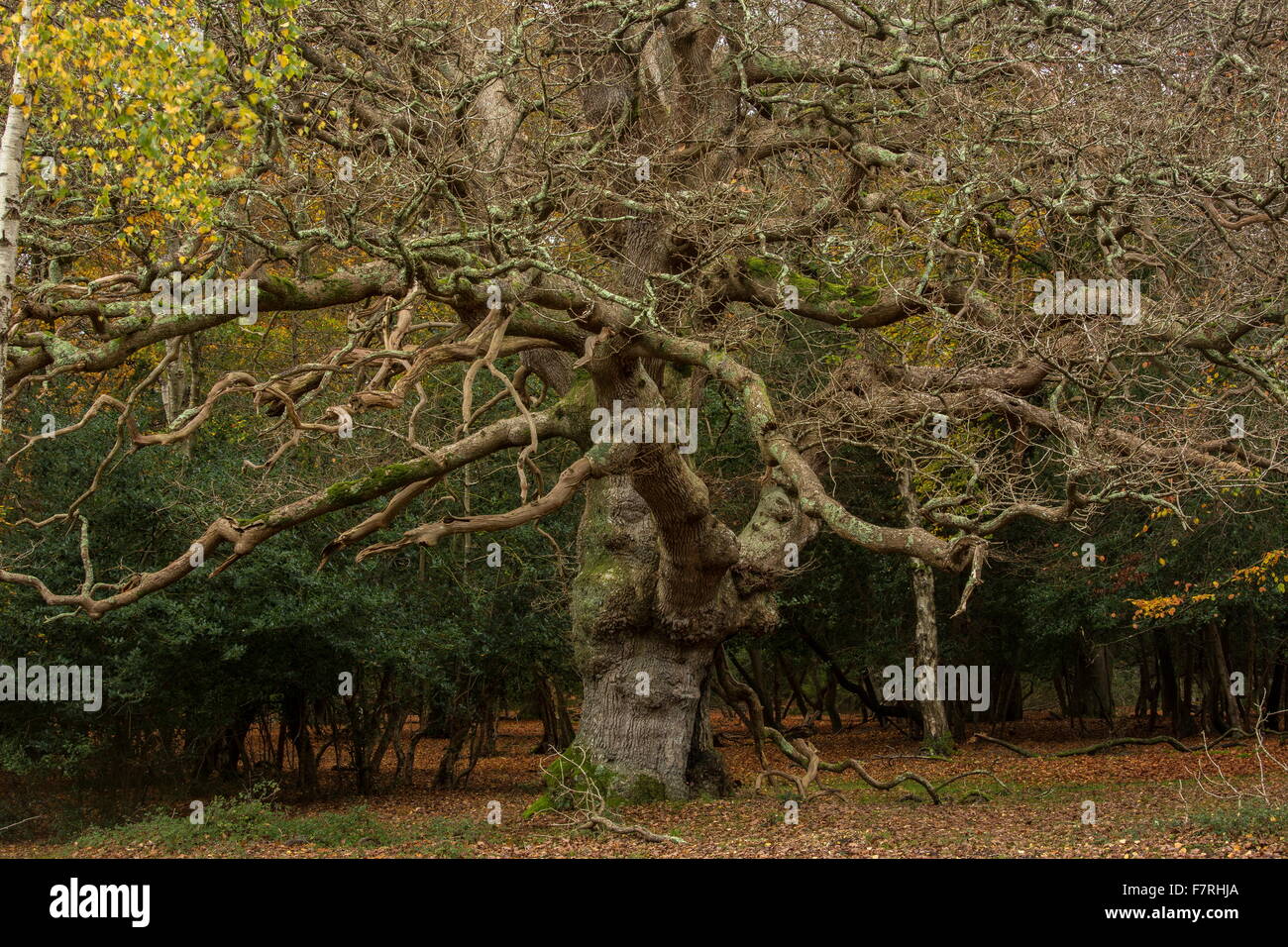 Miscelati pascolato holly e bosco di querce in autunno a Londra Minstead, Nuova Foresta Foto Stock