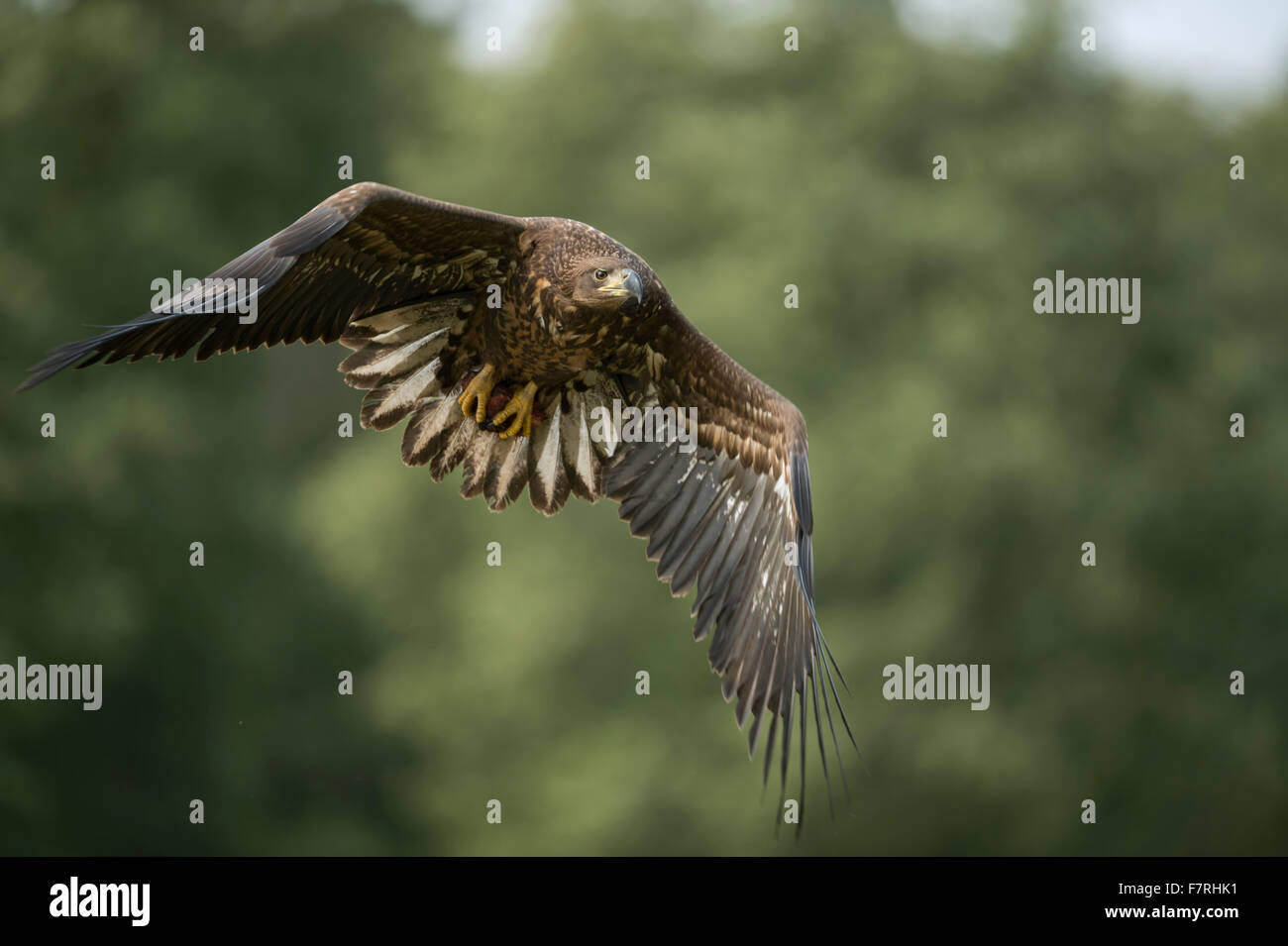 Subadult bianco-tailed Eagle / Sea Eagle ( Haliaeetus albicilla ) con la preda negli artigli, mosche di fronte al bordo di una foresta Foto Stock