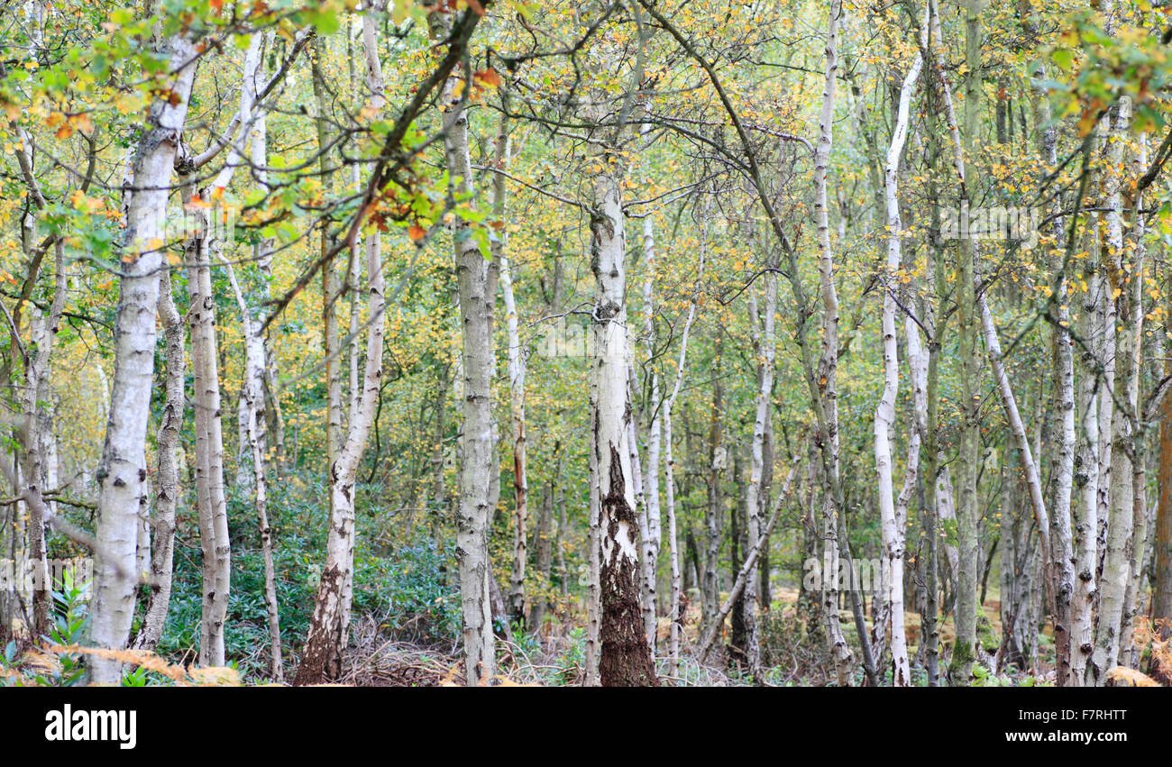 Argento Betulla Betula pendula bosco. Foto Stock