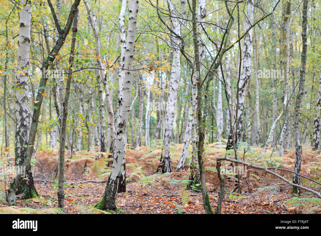 Argento Betulla Betula pendula bosco. Foto Stock
