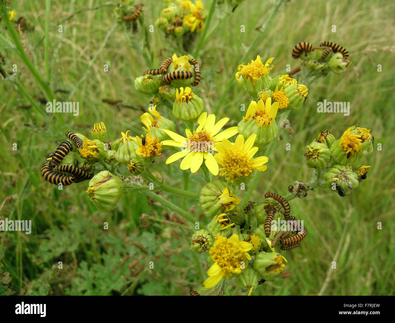 Il cinabro moth bruchi su erba tossica Foto Stock