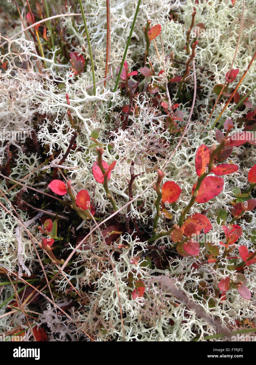 Cladonia e mirtillo, il vallo di Adriano Foto Stock