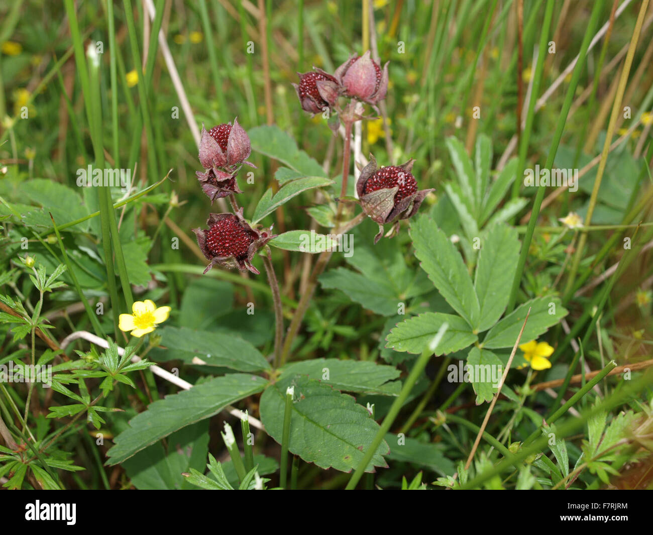 Marsh Cinquefoil e Tormentil Foto Stock