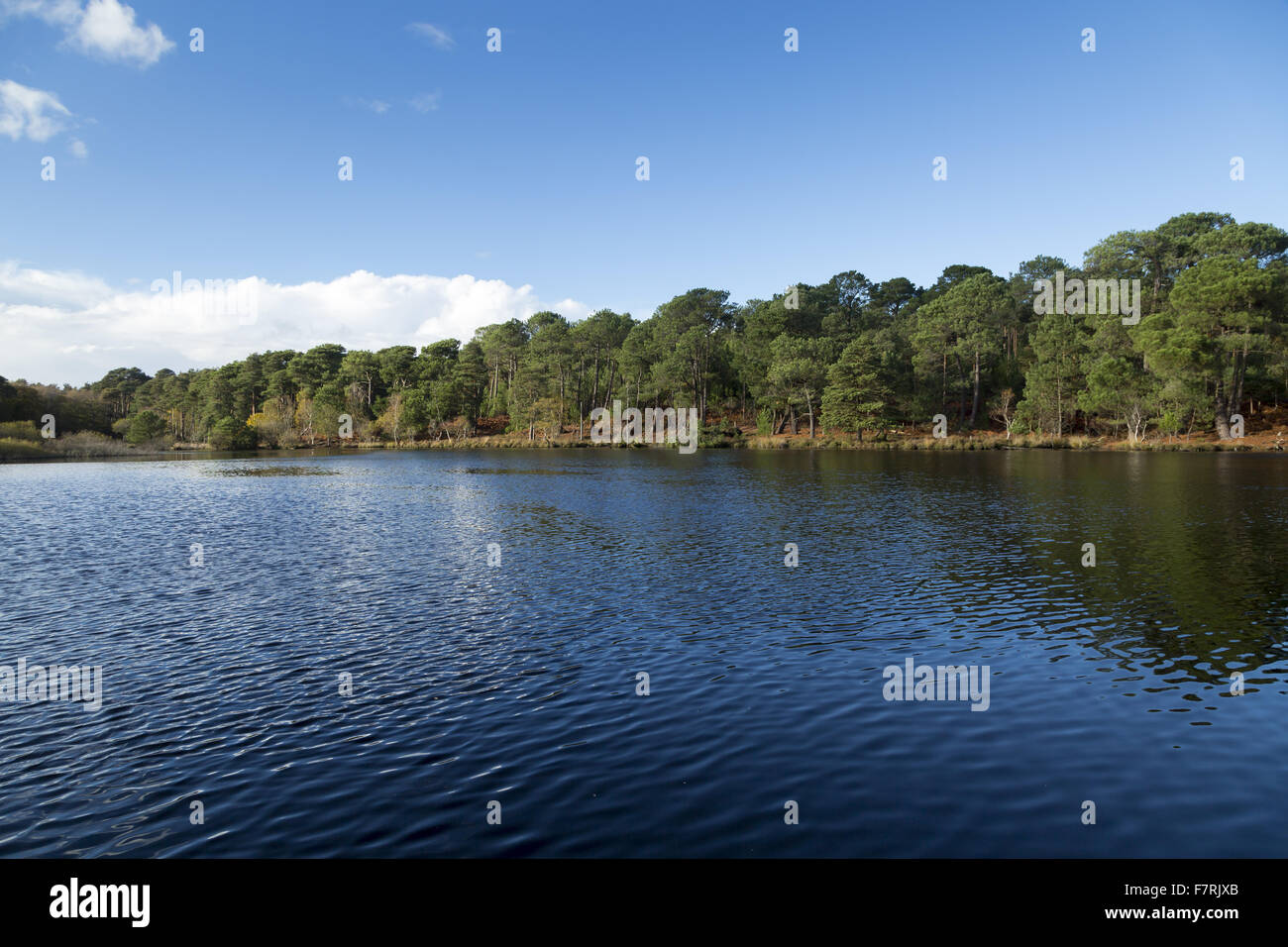 Brownsea Island, Dorset. Questo Island Wildlife Sanctuary è un paradiso per la fauna selvatica come gli scoiattoli rossi e una grande varietà di uccelli. Foto Stock