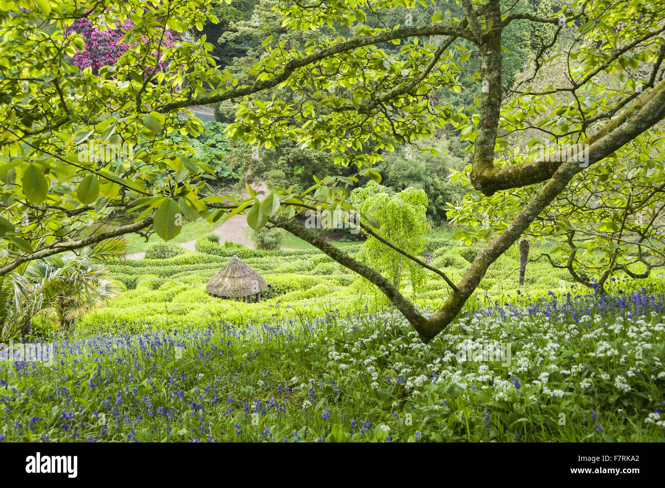 La diffusione di un albero di magnolia con il labirinto di alloro al di là, a Glendurgan Garden, Cornwall. Glendurgan era descritto dai suoi creatori, quaccheri Alfred e Sarah Fox, come 'small della pace [sic] del cielo sulla terra". Foto Stock