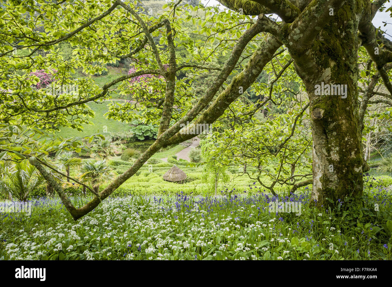 La diffusione di un albero di magnolia con il labirinto di alloro al di là, a Glendurgan Garden, Cornwall. Glendurgan era descritto dai suoi creatori, quaccheri Alfred e Sarah Fox, come 'small della pace [sic] del cielo sulla terra". Foto Stock