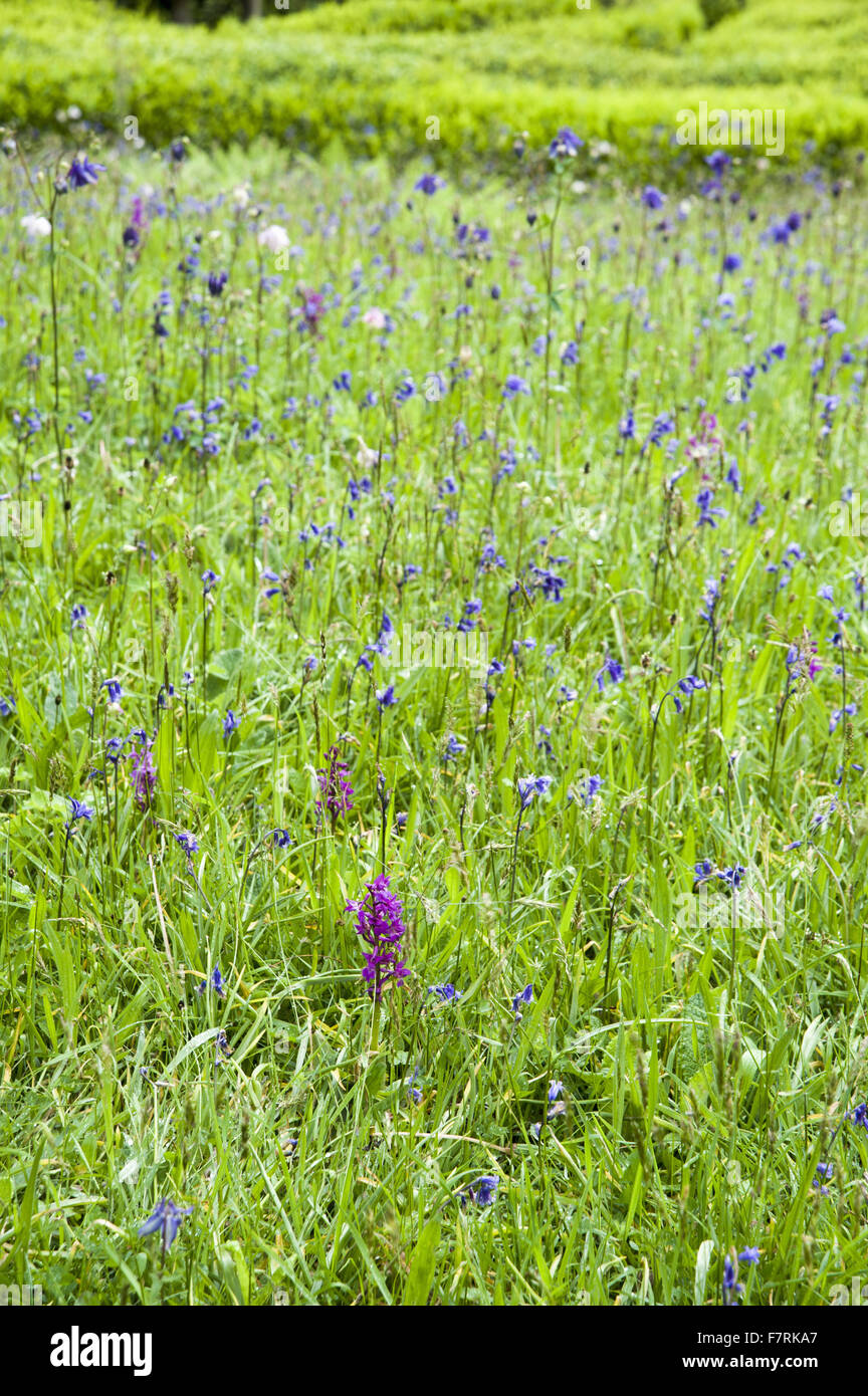 Il prato inclinata al di sopra del labirinto di alloro è pieno di orchidee naturalizzate, bluebells, ramsons e aquilegias, Glendurgan Garden, Cornwall. Glendurgan era descritto dai suoi creatori, quaccheri Alfred e Sarah Fox, come 'small della pace [sic] del cielo sulla terra Foto Stock