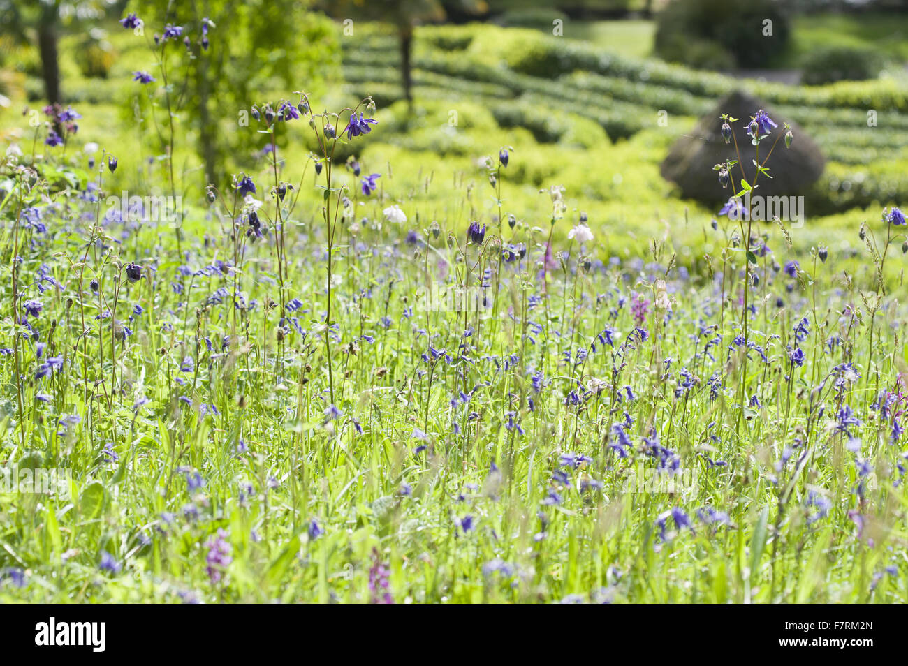 Prato pieno di naturalizzato aquilegias, orchidee, bluebells e aglio selvatico sul pendio sopra il labirinto di alloro a Glendurgan Garden, Cornwall. Glendurgan era descritto dai suoi creatori, quaccheri Alfred e Sarah Fox, come 'small della pace [sic] del cielo su e Foto Stock