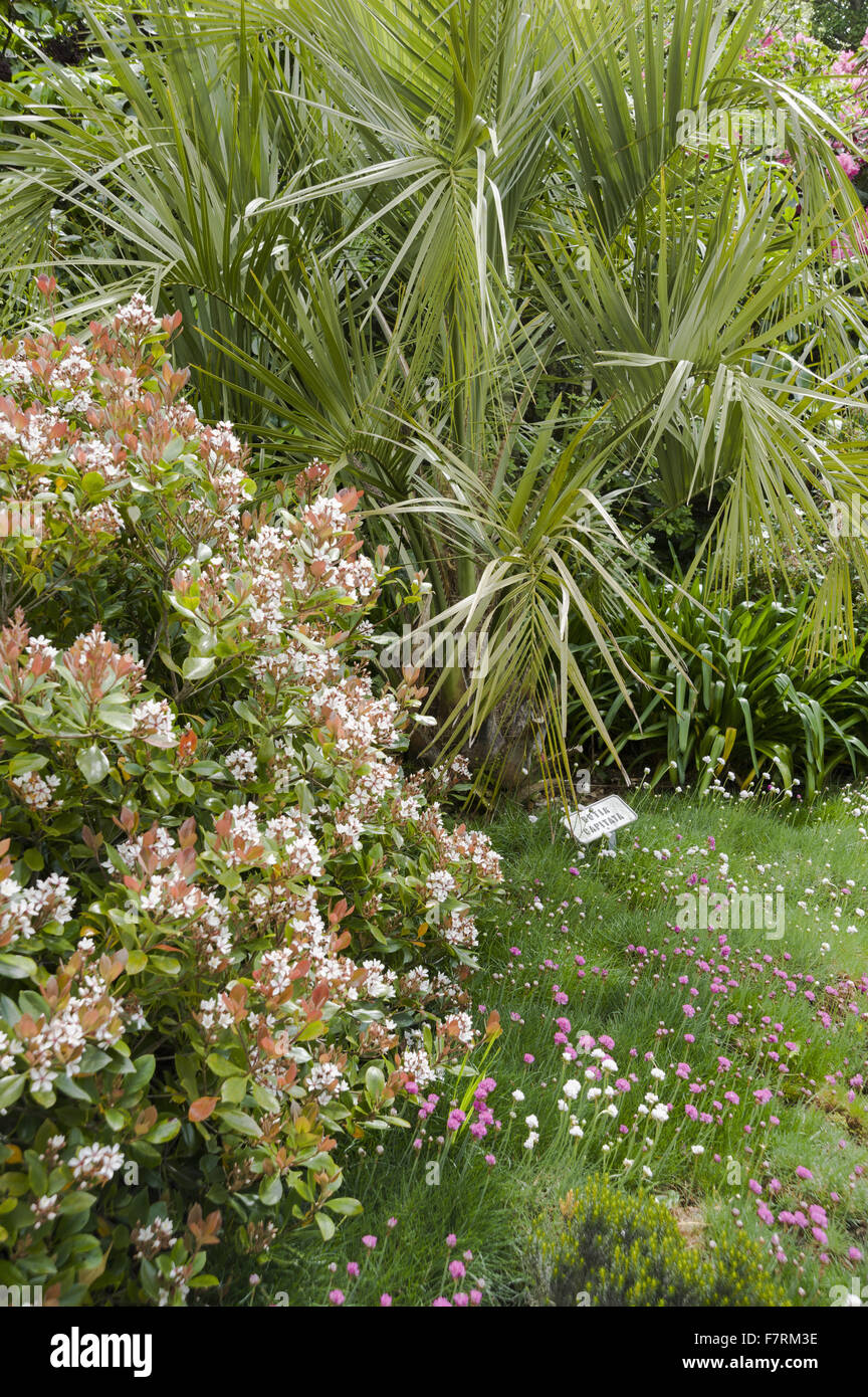 Rhaphiolepis umbellata accanto a jelly palm, butia capitata e fioritura la parsimonia in un confine vicino il centro visitatori al Glendurgan Garden, Cornwall. Glendurgan era descritto dai suoi creatori, quaccheri Alfred e Sarah Fox, come 'small della pace [sic] di heave Foto Stock