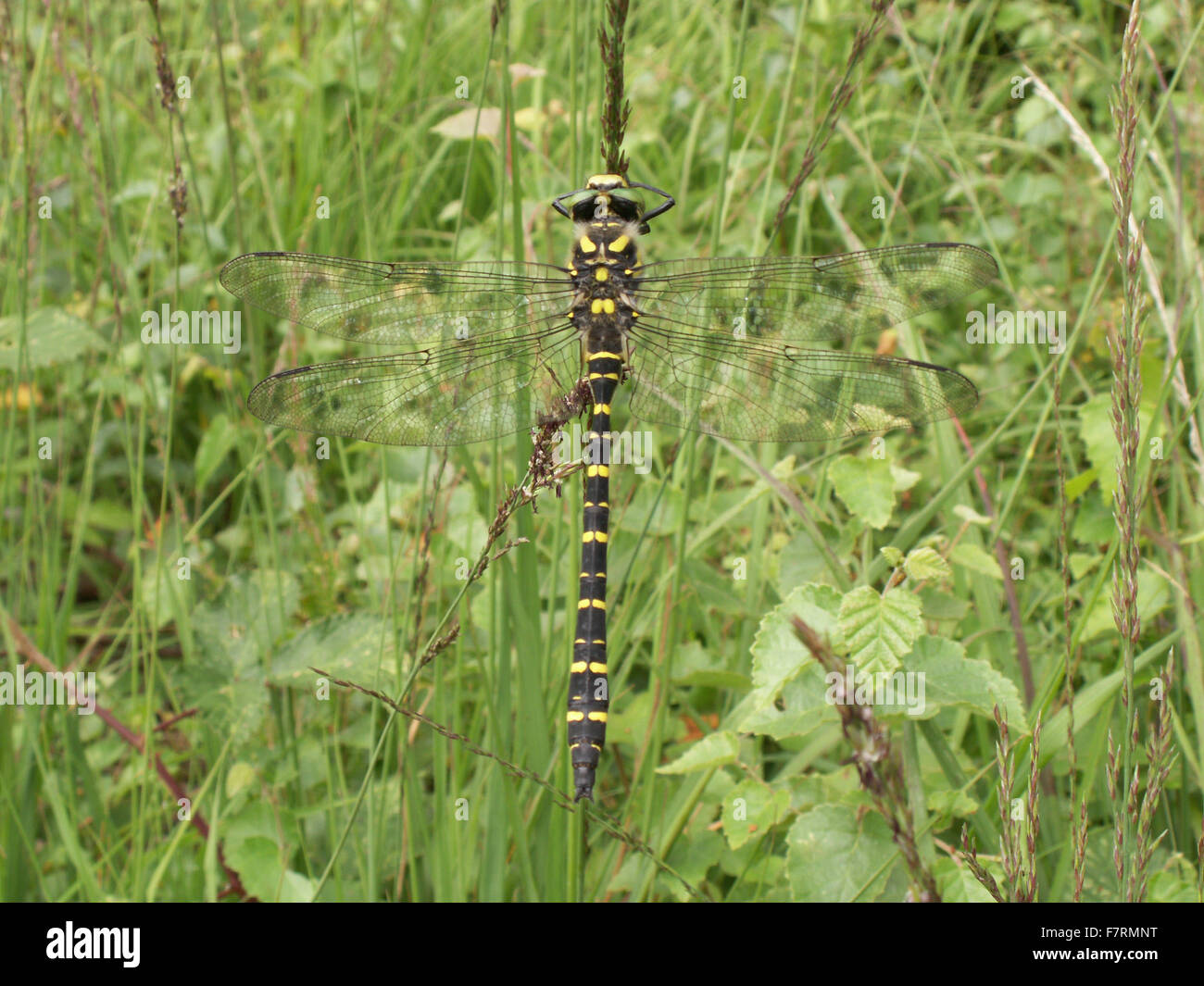 Golden inanellato libellula Foto Stock