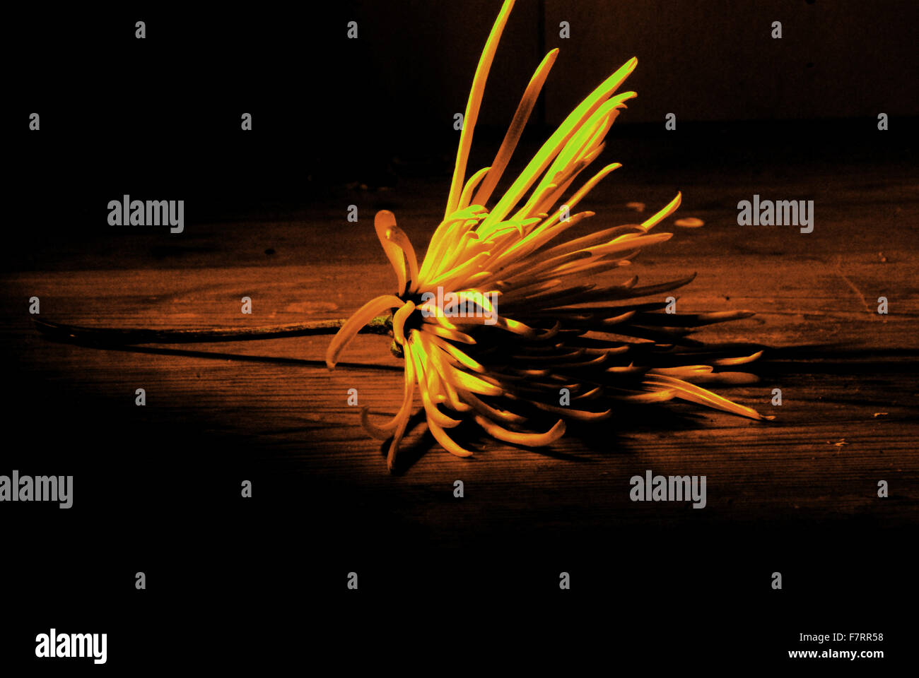 Singola, sceso, fiore,petali,pavimento di legno, ombre Foto Stock