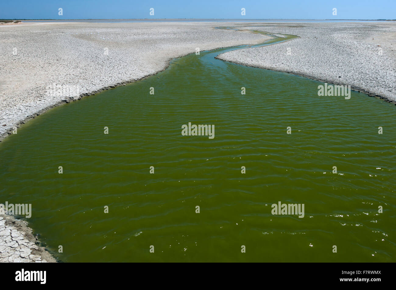 Camargue deserto verde rive Foto Stock
