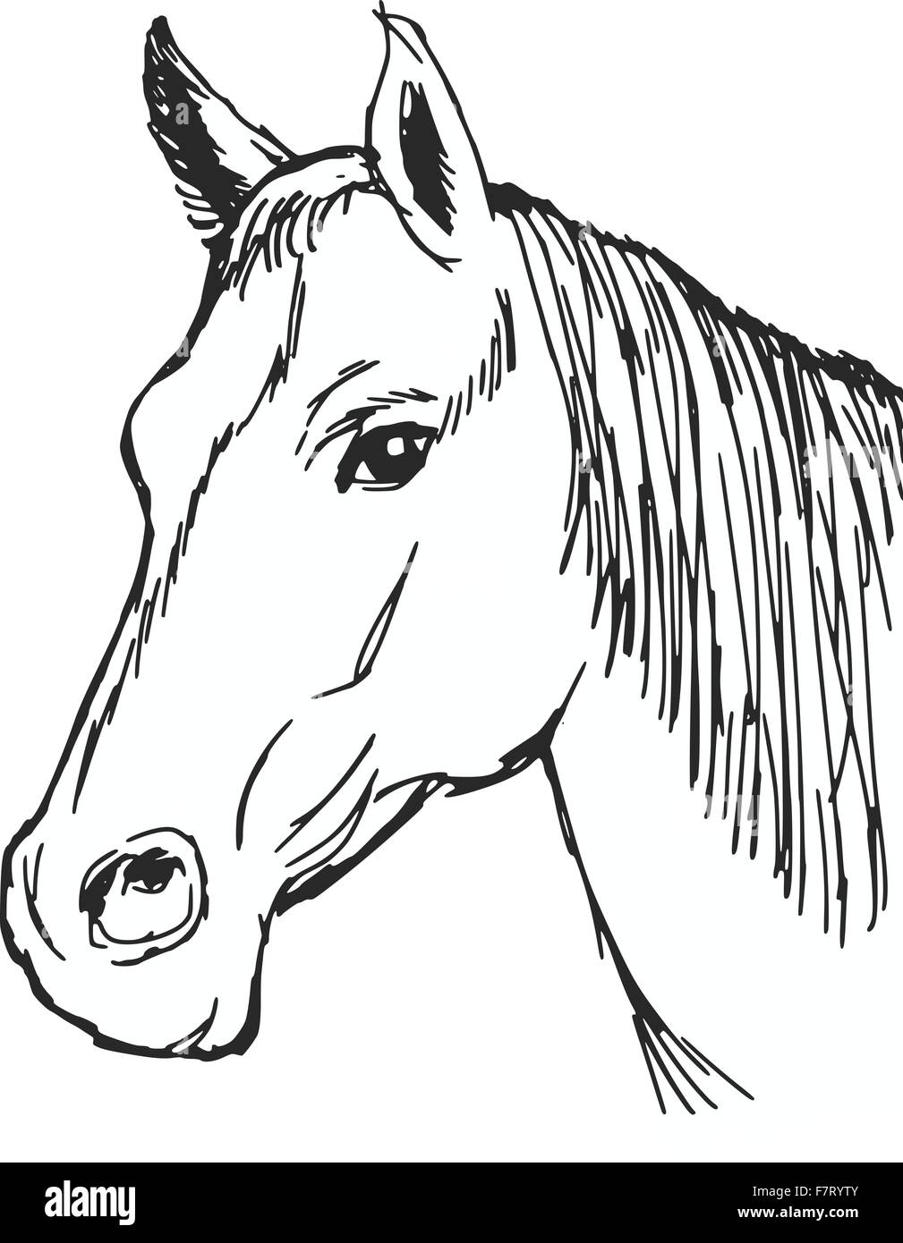 cavallo di Baia Illustrazione Vettoriale