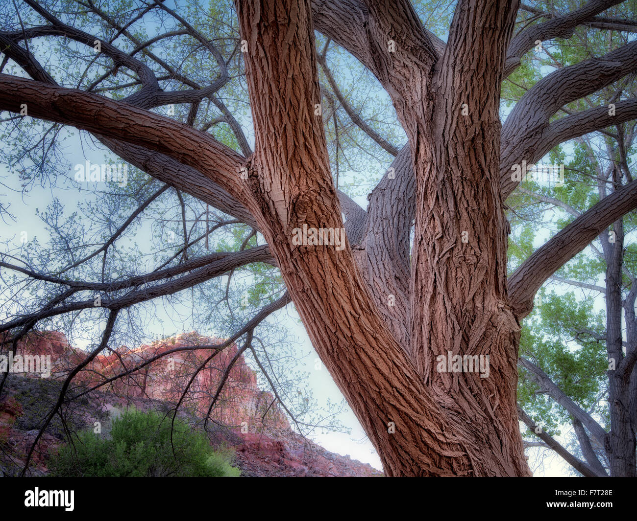 Pioppi neri americani alberi e formazioni rocciose con luna. Fruita, Capitol Reef National Park nello Utah Foto Stock