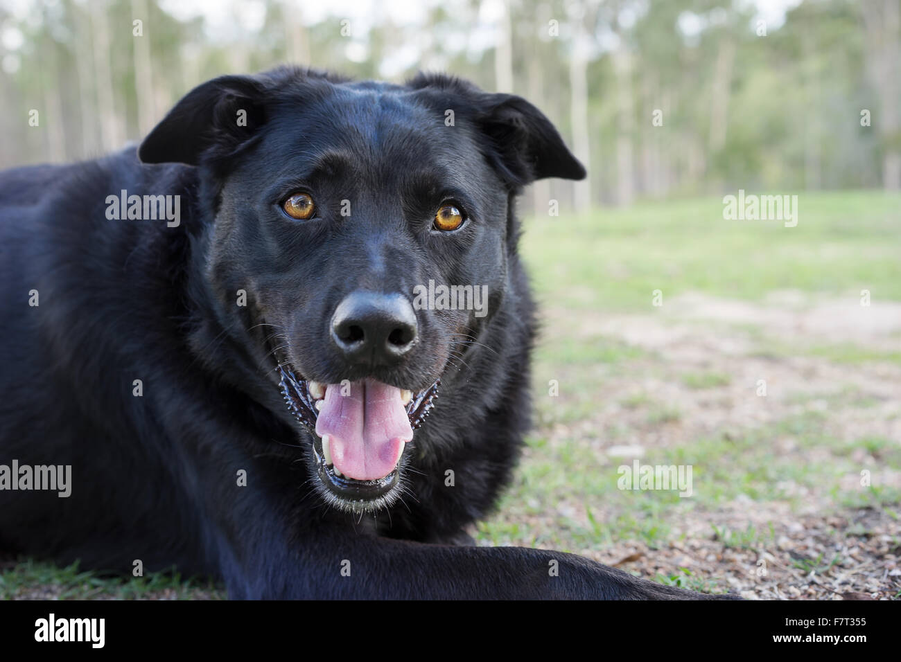 Black australian kelpie razza utilizzato come cane da lavoro nelle aziende agricole Foto Stock