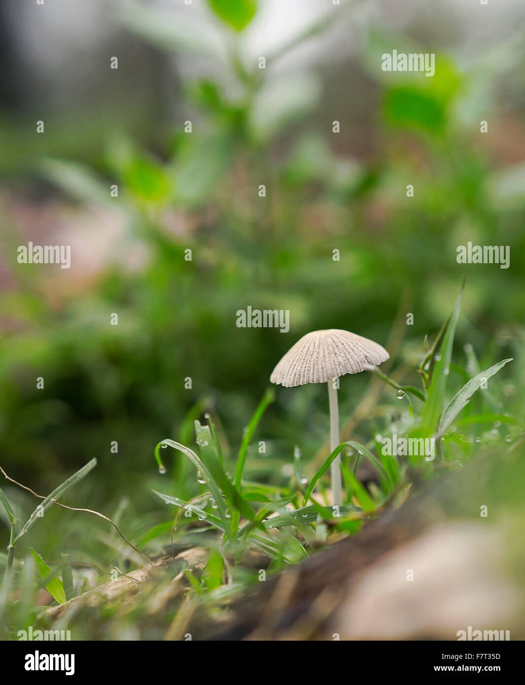La vita emerge dopo la primavera pioggia con erba verde, fungo funghi e gocce di pioggia Foto Stock