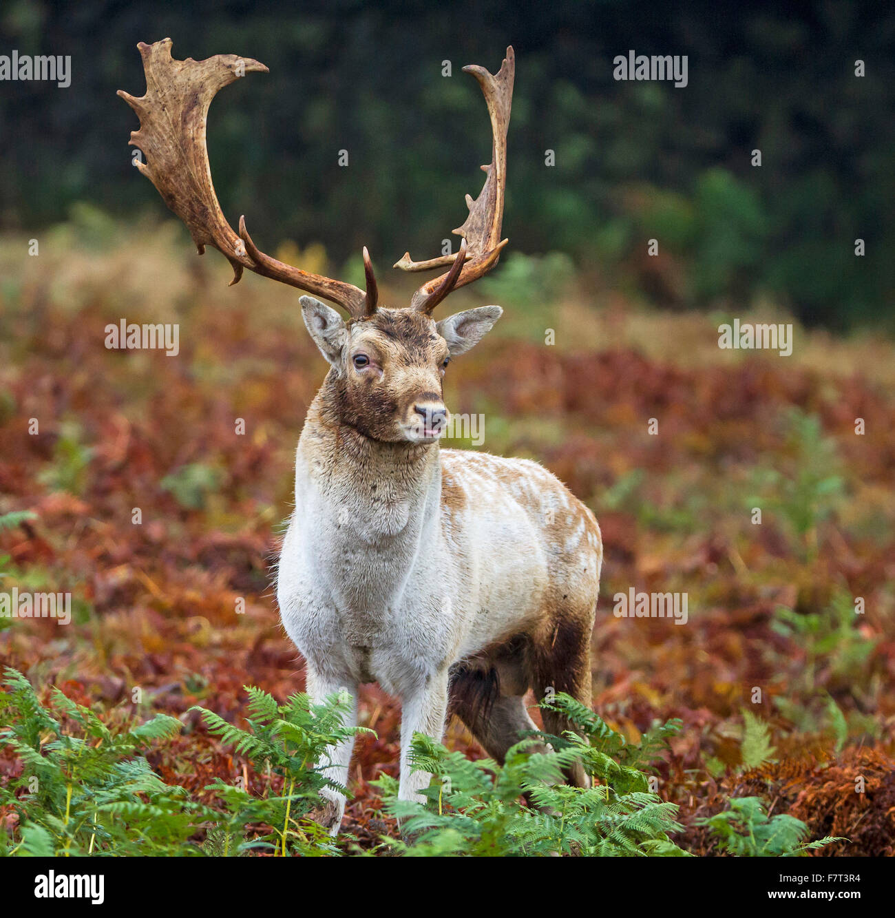 Un daino stag Foto Stock