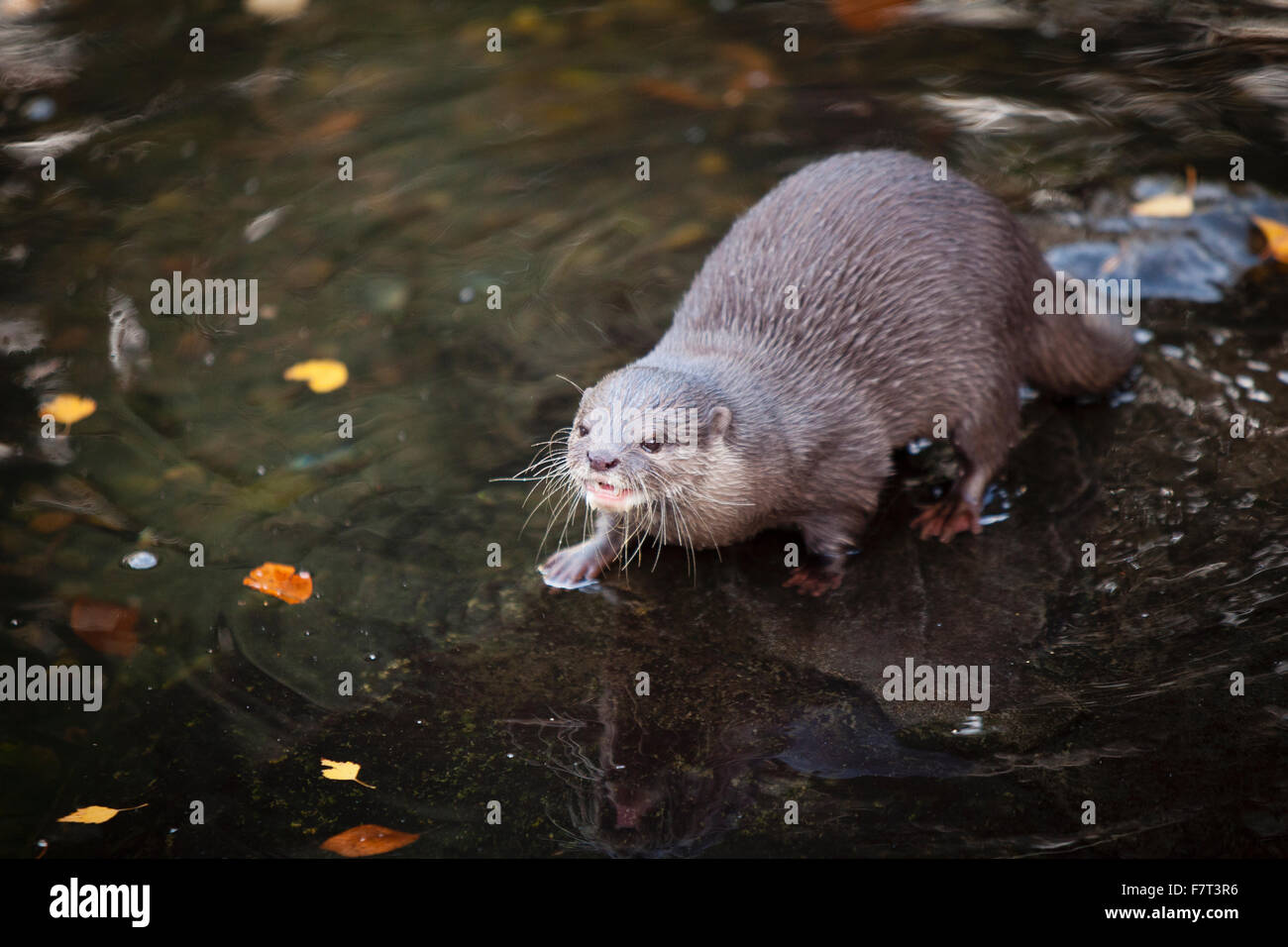 Asian corto-artigliato otter Foto Stock