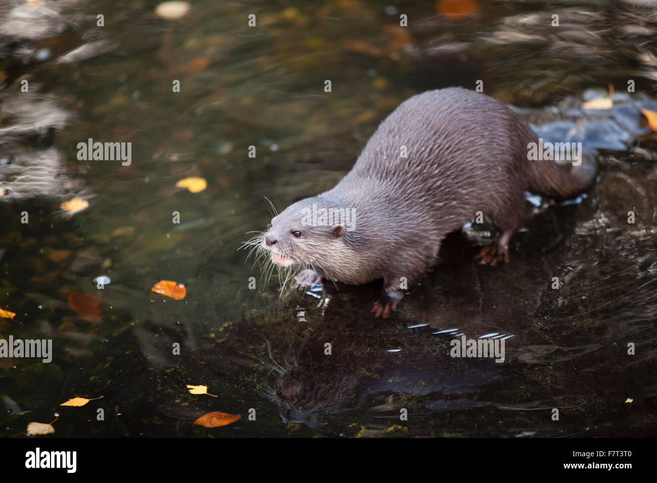 Asian corto-artigliato otter Foto Stock