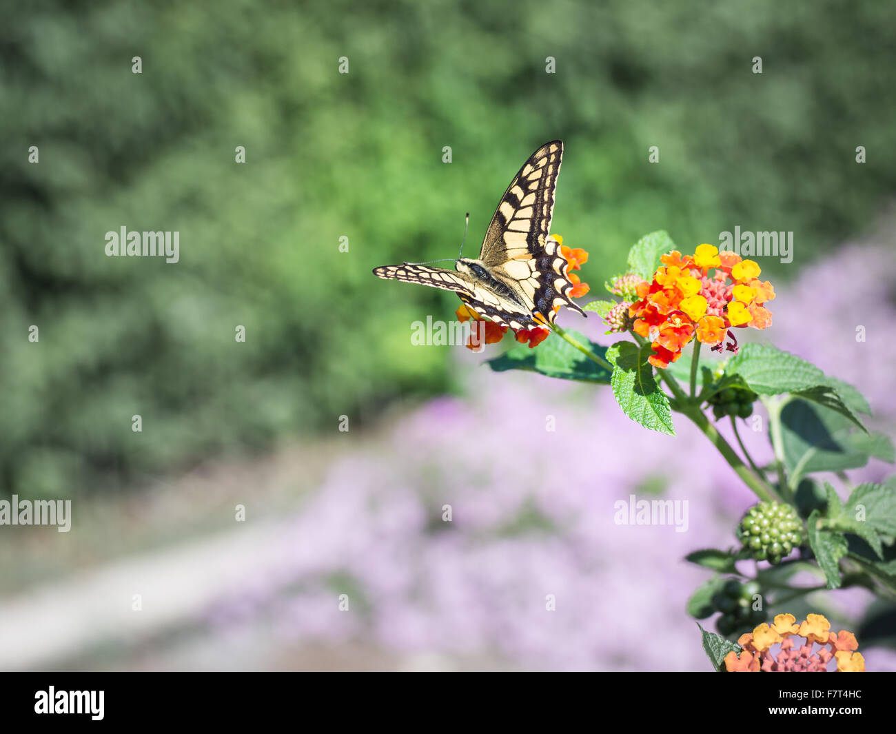 Papilio machaon farfalla. Campione di Papilio machaon farfalla fotografata in Sardegna in autunno Foto Stock