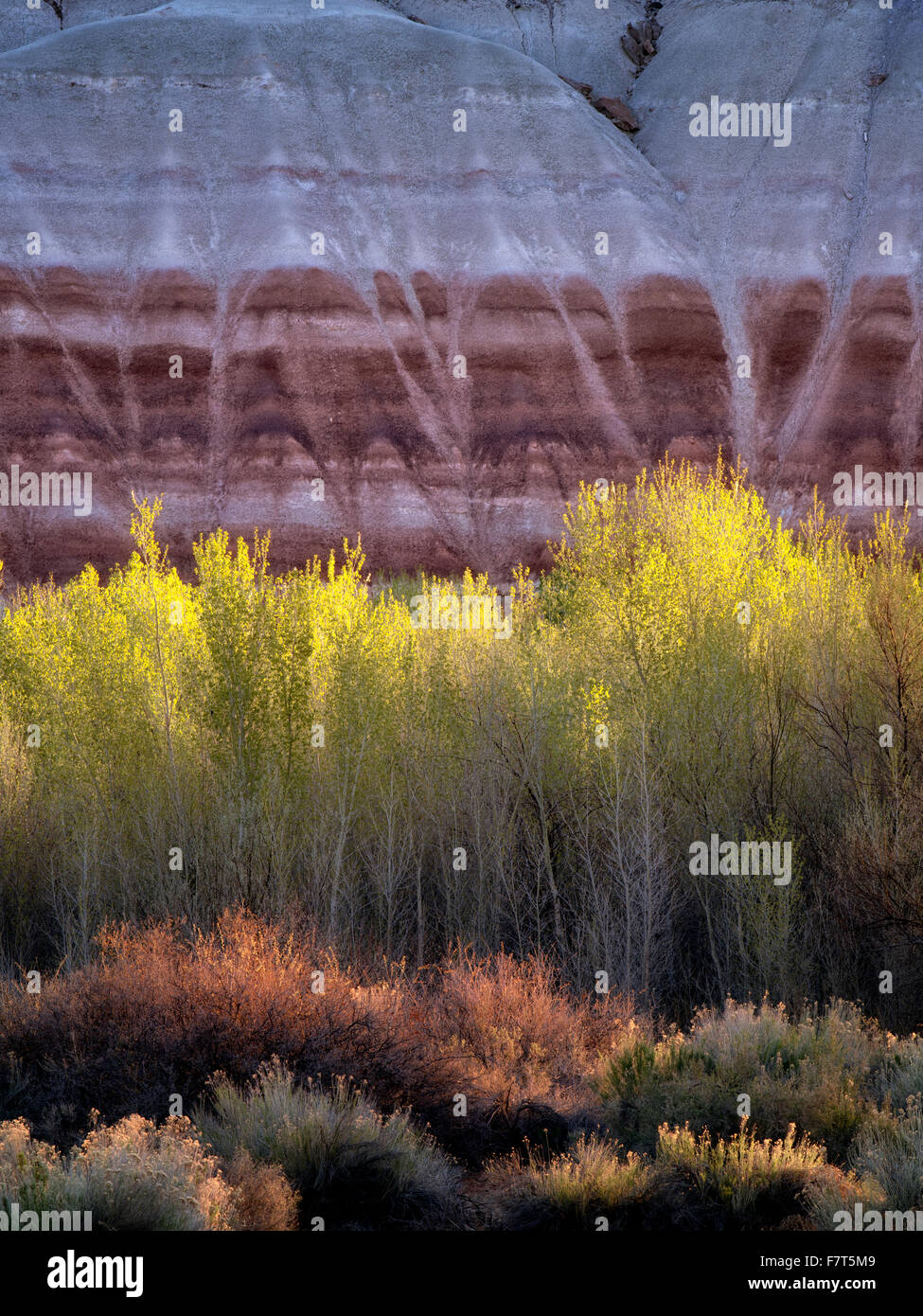Pioppi neri americani alberi e scogli colorati. Parco nazionale di Capitol Reef, Utah Foto Stock