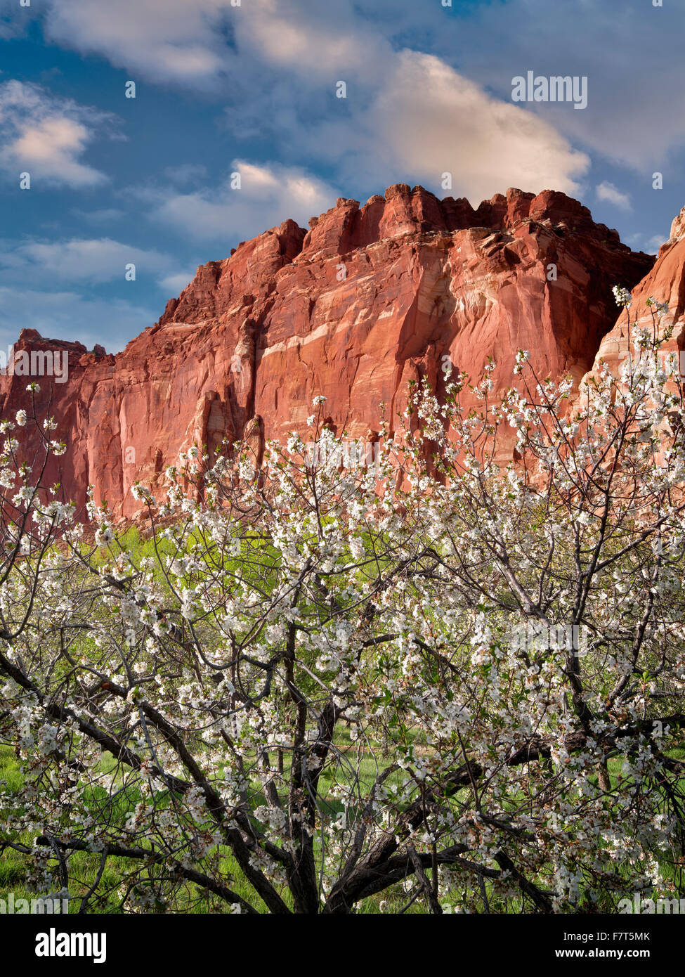 Apple blossoms e scogliere. Fruita, parco nazionale di Capitol Reef,. Utah Foto Stock
