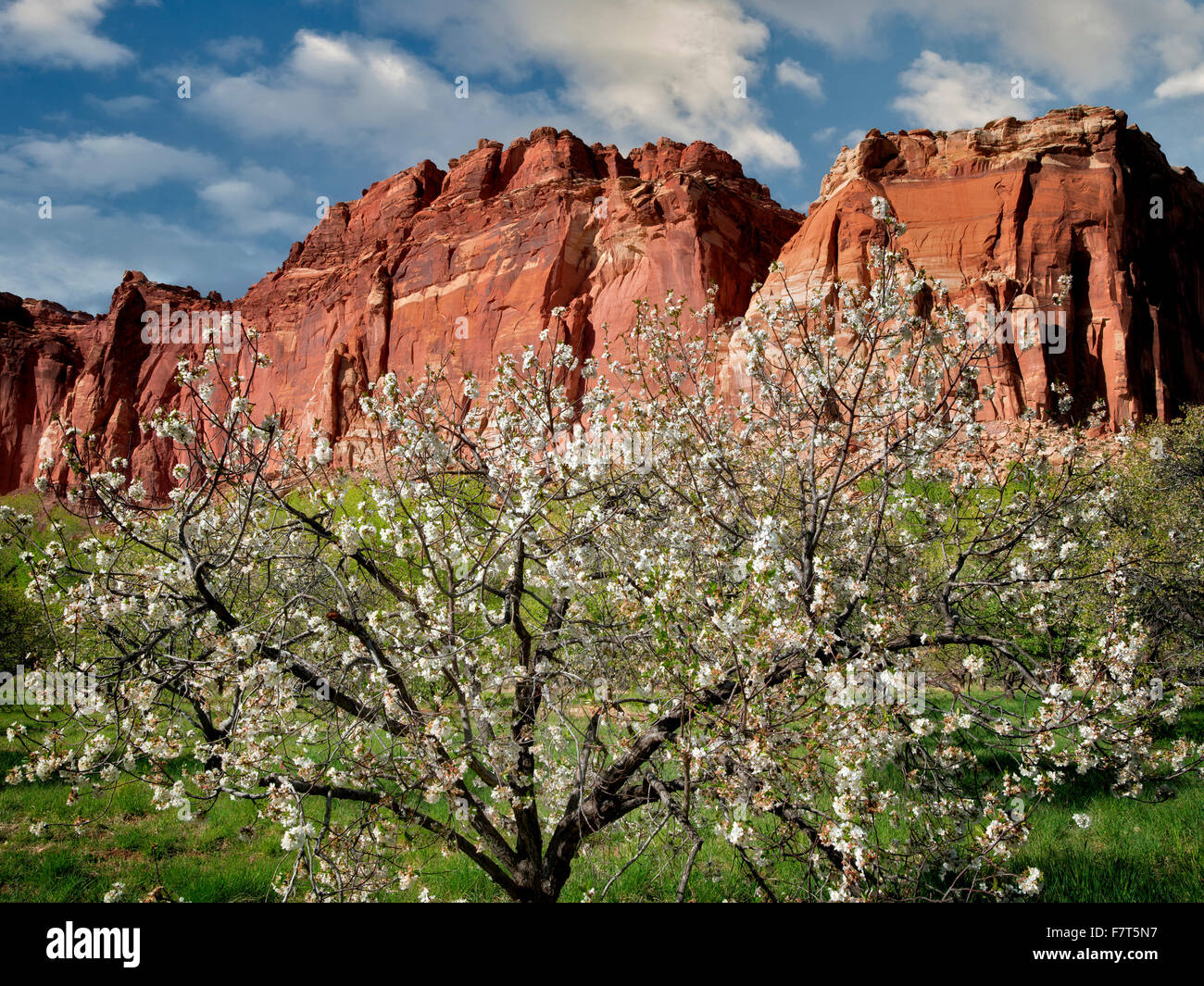 Apple blossoms e scogliere. Fruita, Capitol Reef National Par,k. Utah Foto Stock
