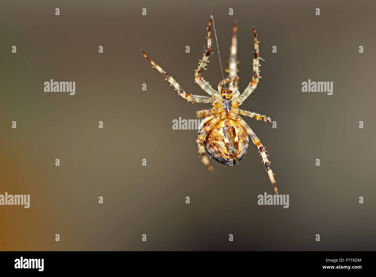 Giardino europeo spider (Araneus diadematus) appesi sulla filettatura, Germania Foto Stock