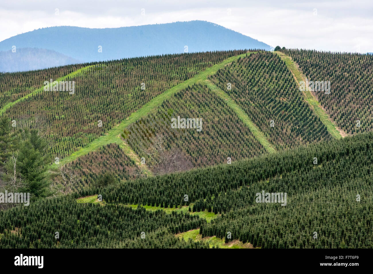 Alberi di Natale al di fuori Boone, North Carolina, STATI UNITI D'AMERICA Foto Stock