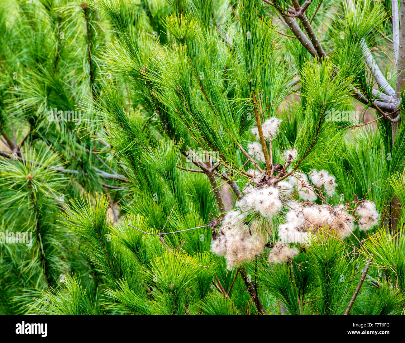 Milkweed tra albero di pino #2 Foto Stock
