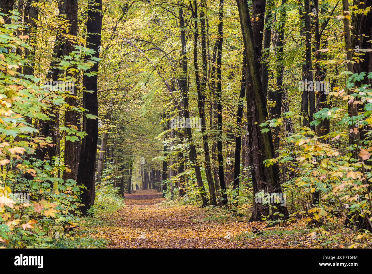 Percorso nella foresta della città, autunno umore, Weimar, Turingia, Germania Foto Stock