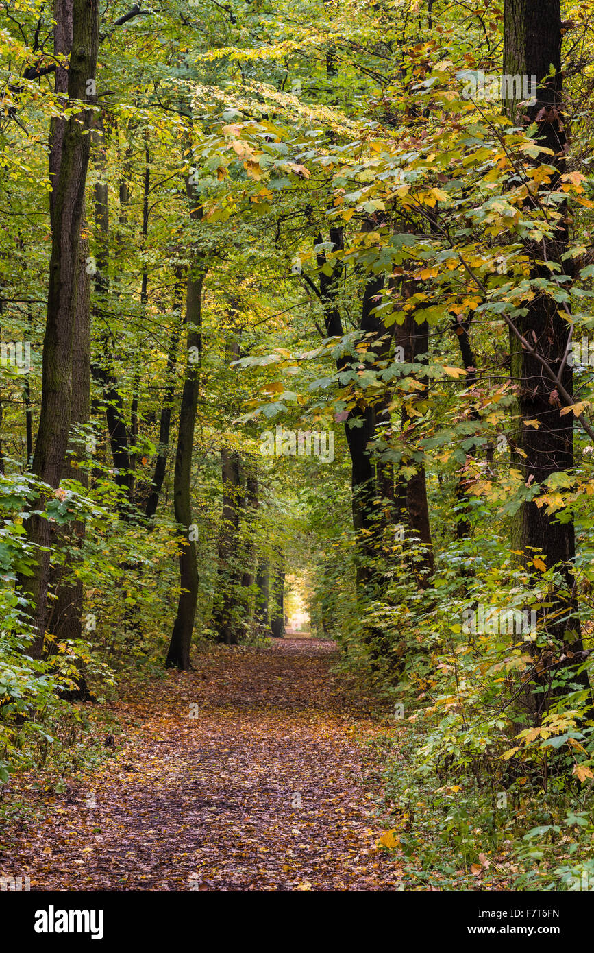 Percorso nella foresta della città, autunno umore, Weimar, Turingia, Germania Foto Stock
