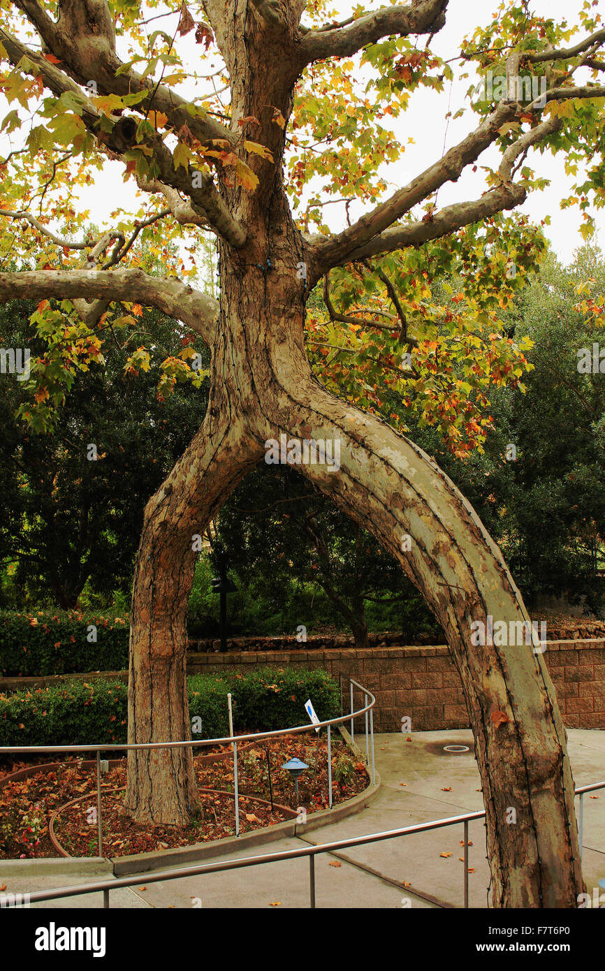 Arch circus albero a Gilroy giardino brian mcguire Foto Stock