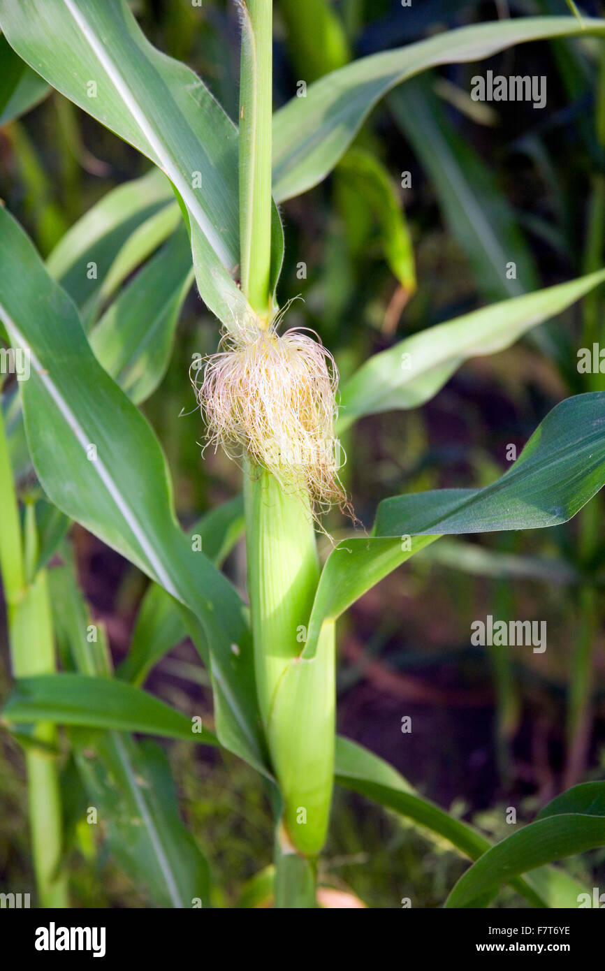 Spiga del granoturco, tasselled fuori. Il Nebraska è famosa per la sua ricchezza di campi di mais, base per combustibile di ethanol. Foto Stock