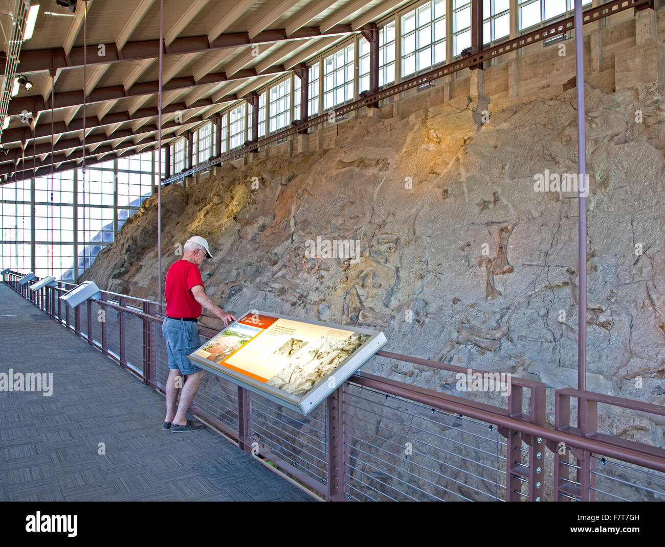 Un effettivo in situ parete di fossili di dinosauro è la principale attrazione della cava Exhibit Hall presso il dinosauro monumento nazionale. Foto Stock
