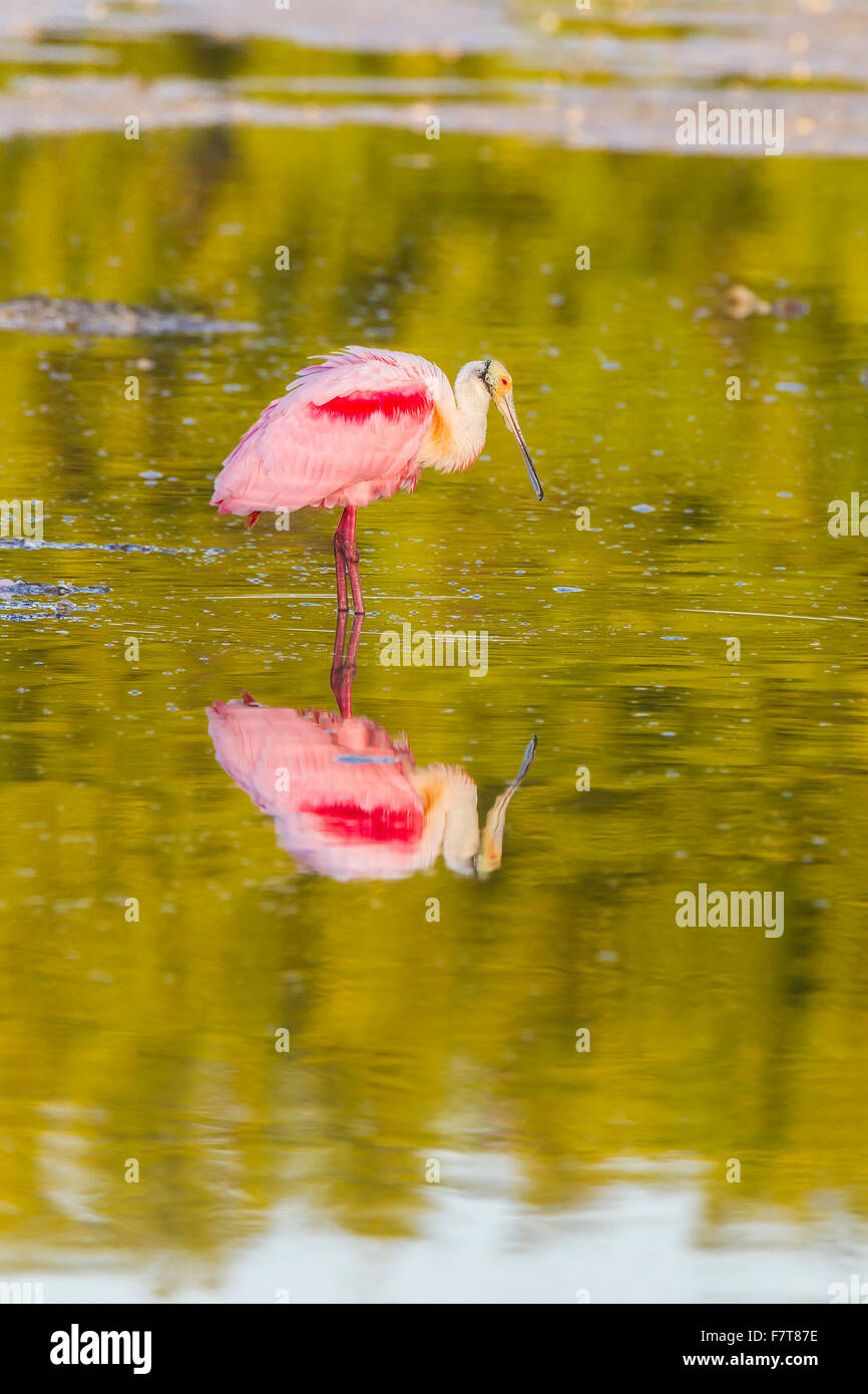 Roseate spoonbill (Ajaia ajaja), la riflessione in acqua, GV 'Ding' Darling National Wildlife Refuge, Sanibel Island, Florida, Stati Uniti d'America Foto Stock