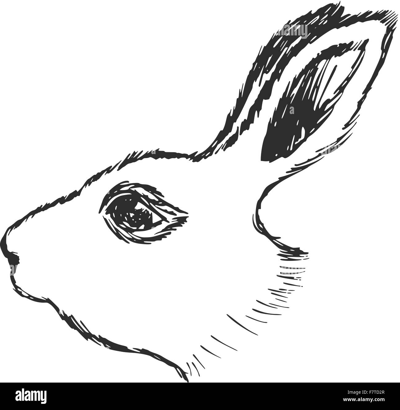 testa di coniglio Illustrazione Vettoriale