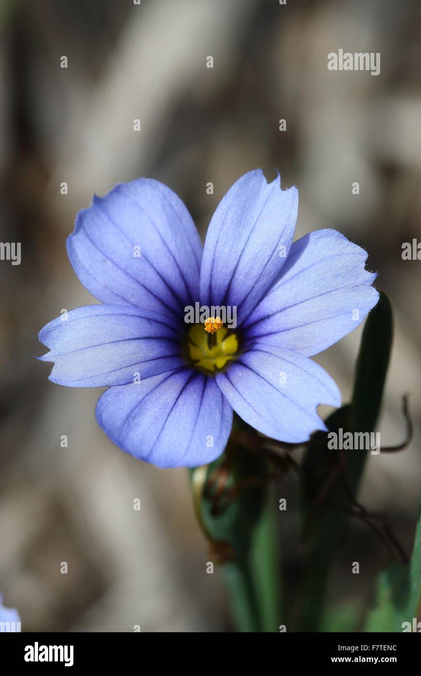 Close up Sisyrinchium bellum o noto anche come erba Blue-Eyed Foto Stock