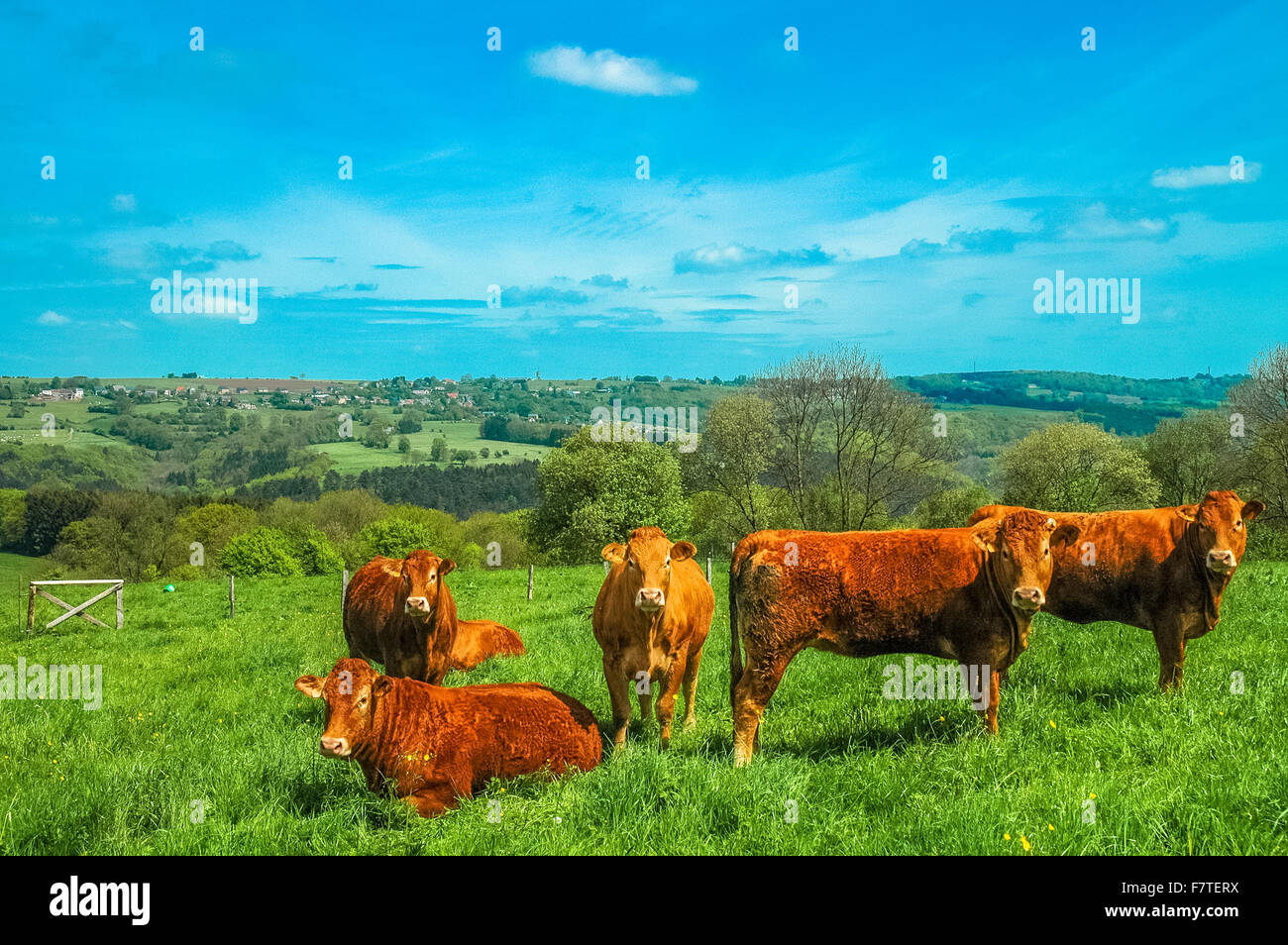 Marrone vacche Holstein in colline in Belgio Foto Stock