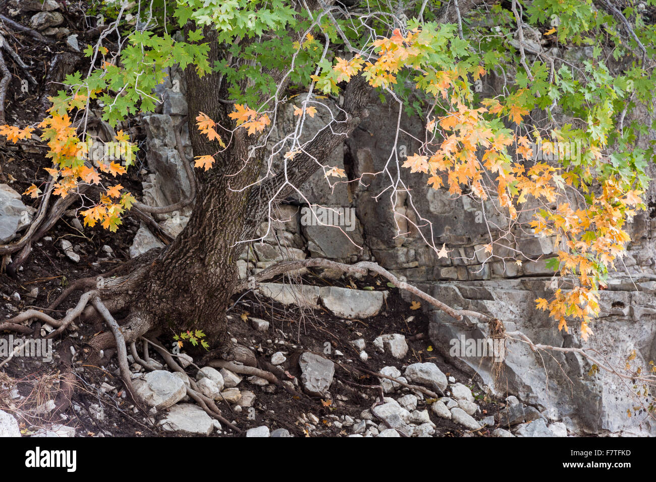 Albero di acero foglie cominciando a cambiare per caduta, Parco Nazionale delle Montagne Guadalupe, Texas Foto Stock