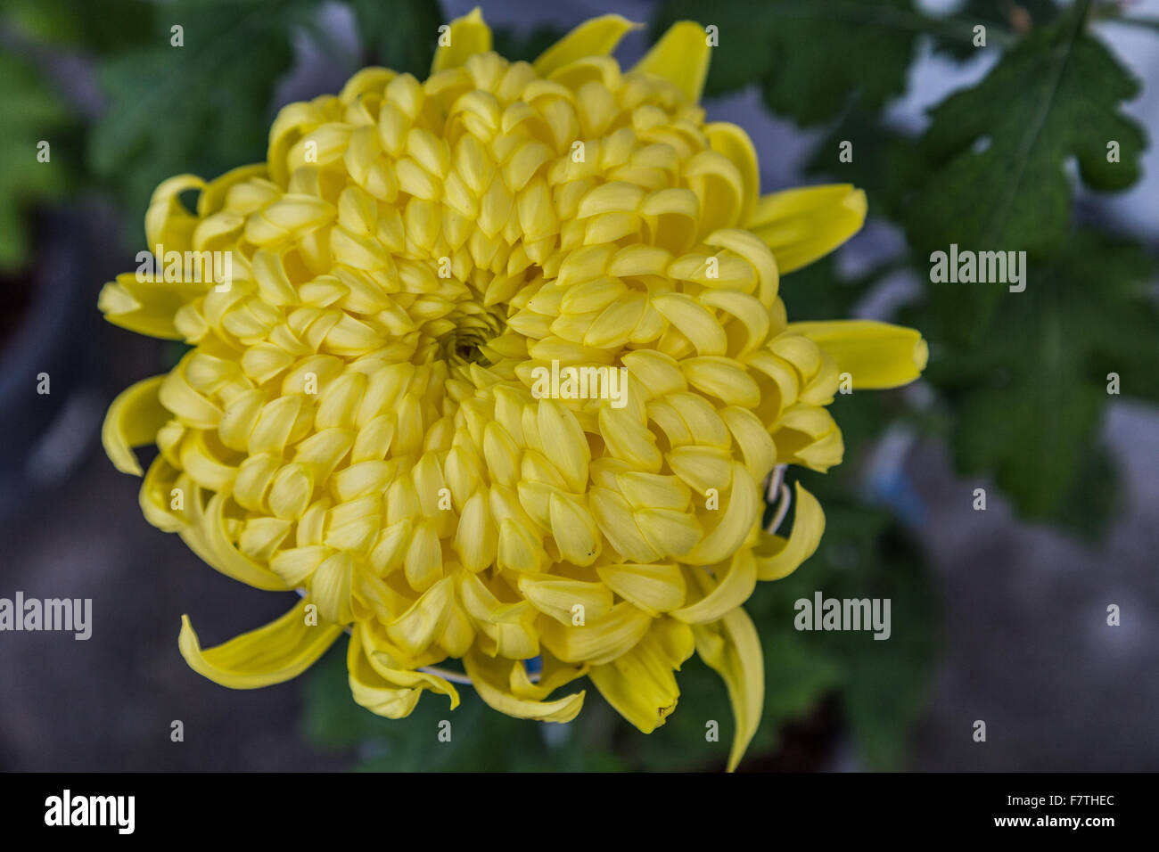 Crisantemi sono chiamati anche le mamme o chrysanths. Tbhey sono i fiori della famiglia Asteraceae nativo di Asia e anche l'Europa. Foto Stock