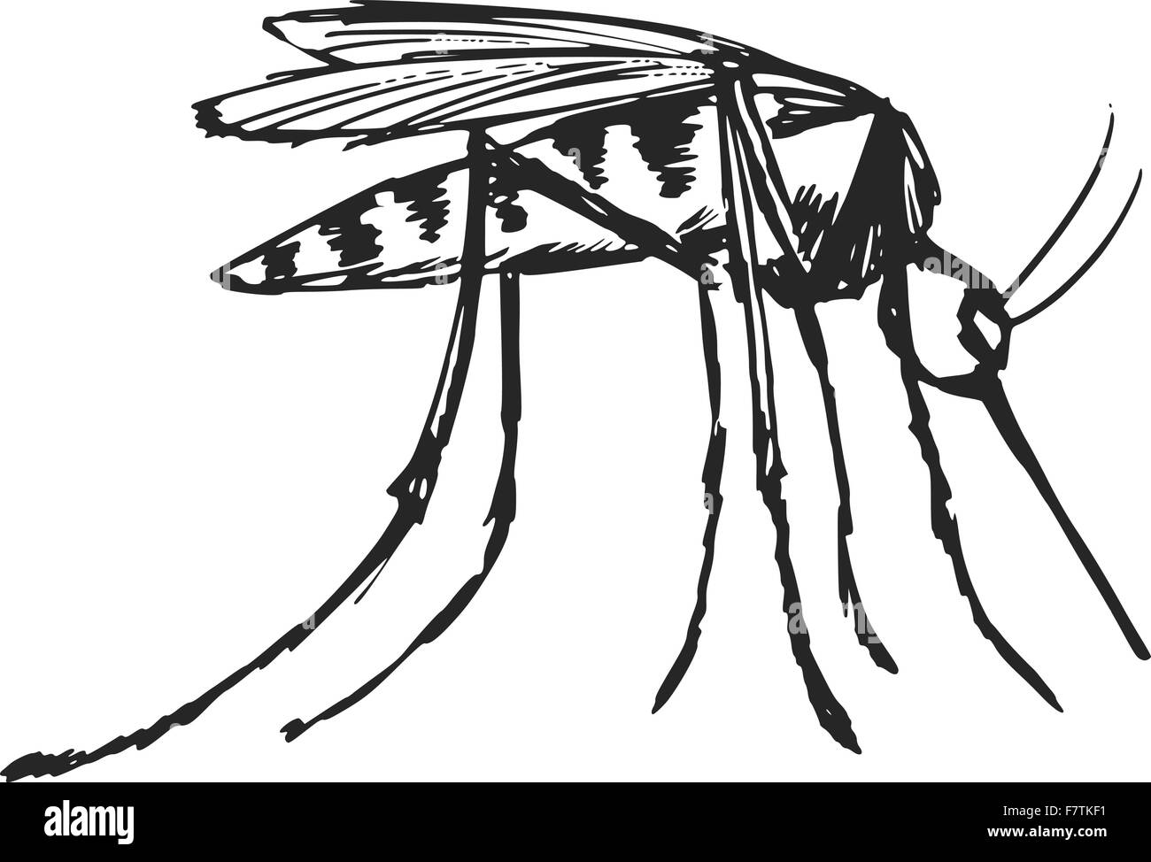 zanzara Illustrazione Vettoriale